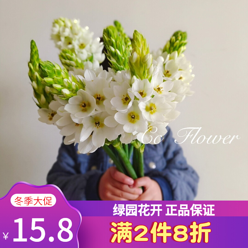 23年新球 圣心百合种球3球装当年开花  虎眼属多年生球根