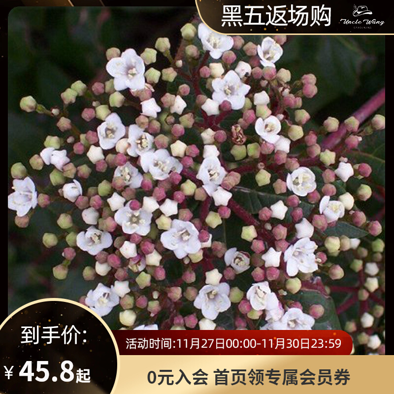 种花王大爷地中海荚蒾常绿多年生庭院花期久耐寒植物盆栽