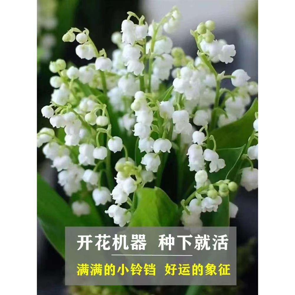 进口铃兰花盆栽带花苞鲜切白色手捧花懒人好养室内四季开花卉植物