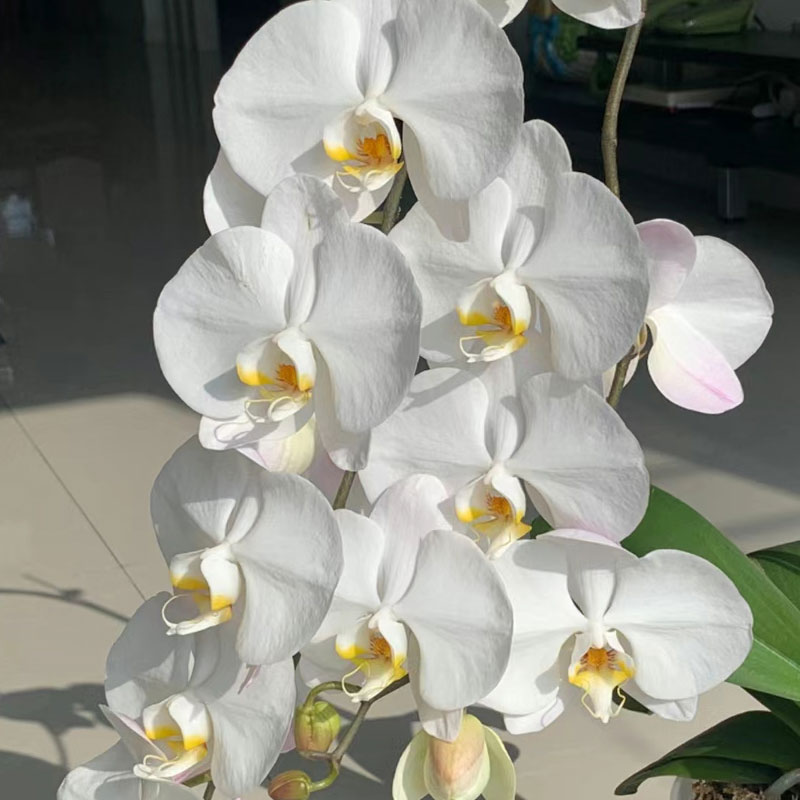 大白v3蝴蝶兰白色大花3.5寸杯大叶带花剑蝴蝶兰花卉