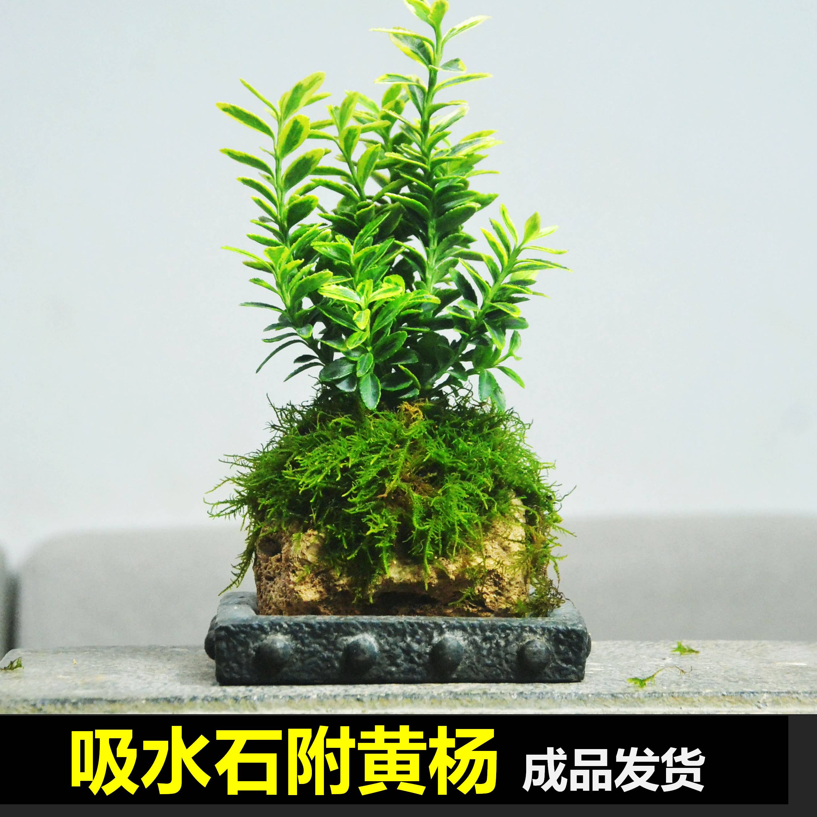 小叶金边黄杨苔藓盆景吸水石附植易养耐荫室内桌面水培绿植盆栽