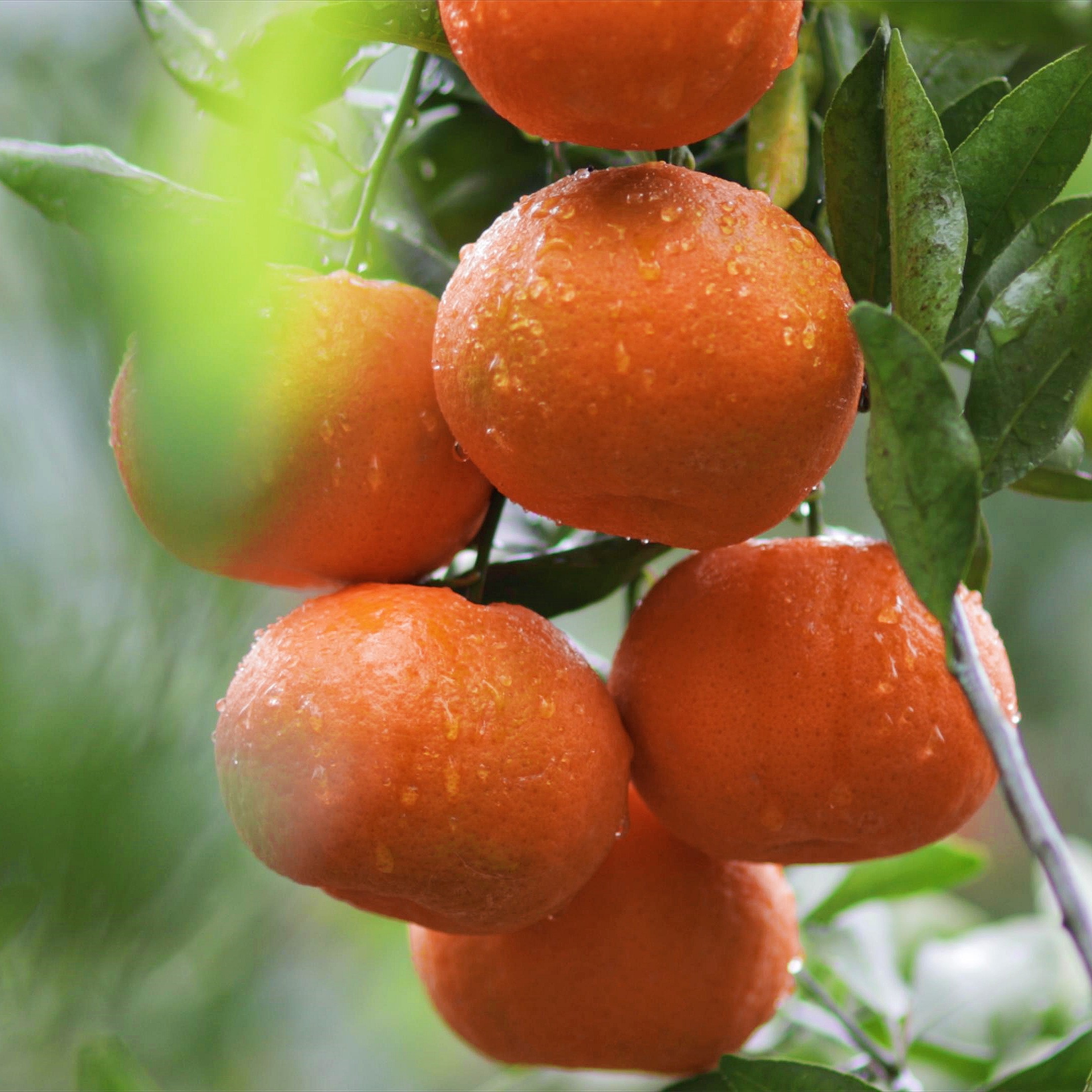 湖北长阳土家族清江椪柑11斤 