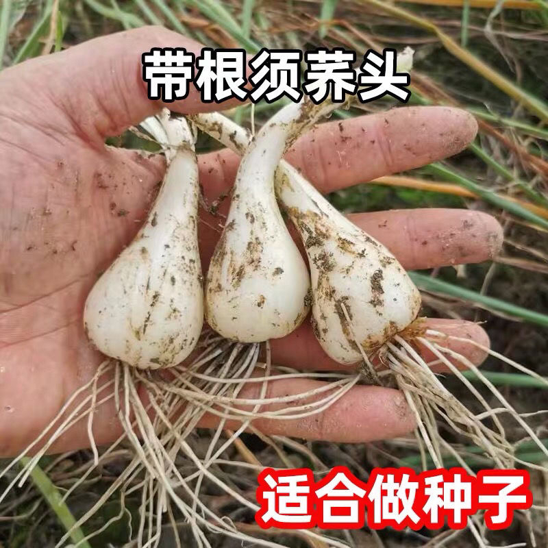 江西荞头现挖新鲜种植酸辣叫头种子农家腌制芥头茭头食用四季种苗