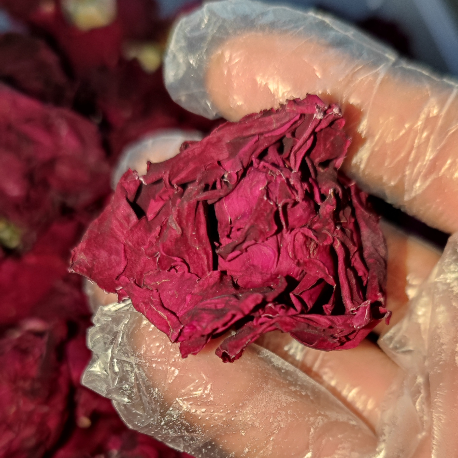 墨红玫瑰满满花青素