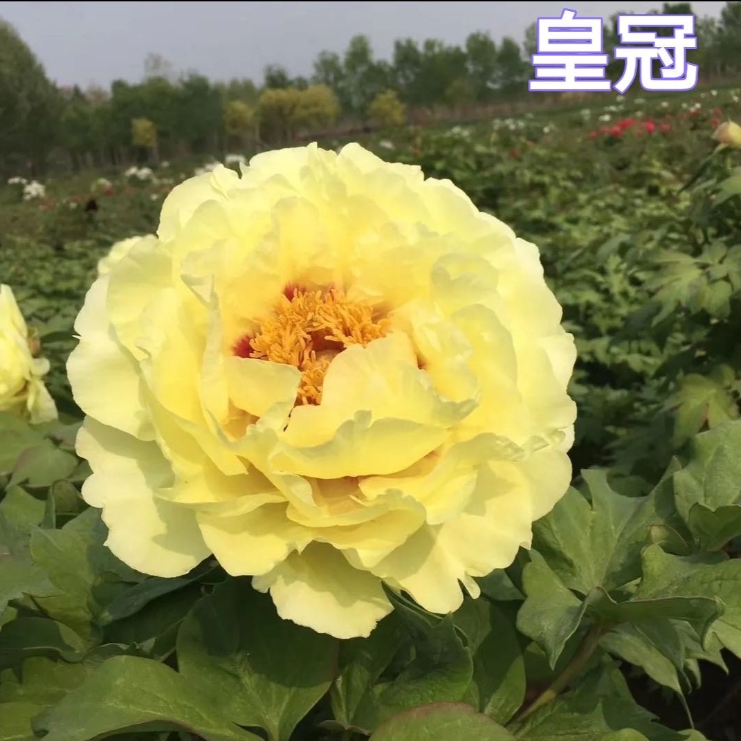 皇冠老桩黄牡丹黄色系观赏牡丹庭院植物菏泽基地发货