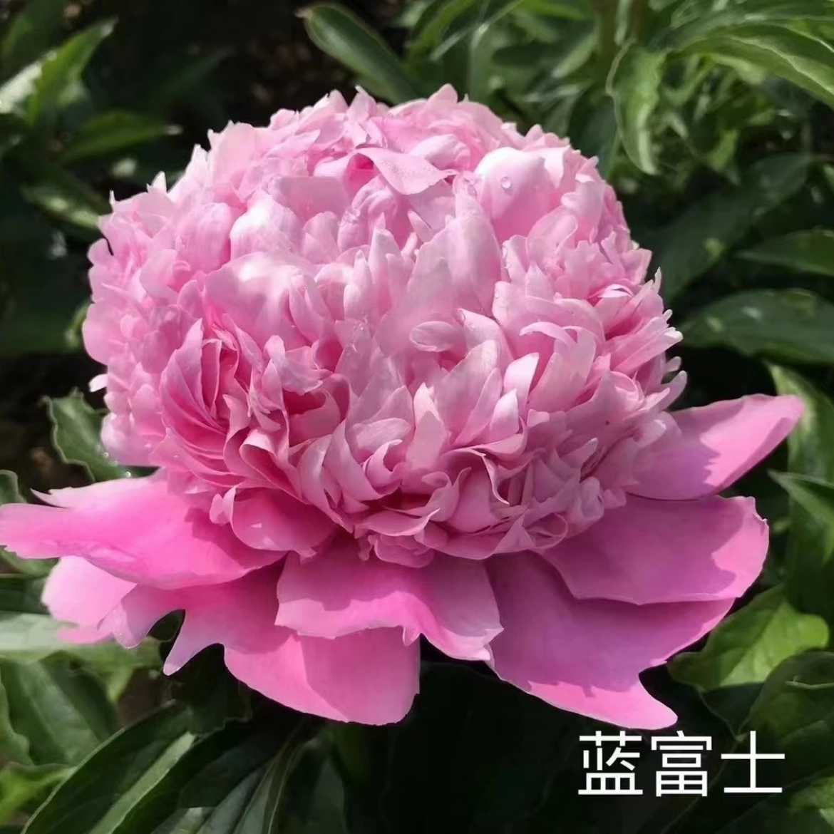 【兰富士 】美的要窒息的芍药 粉蓝色进口大花芍药花苗