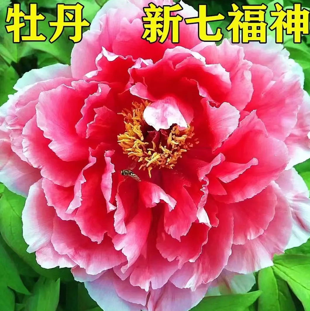 新七福神 盆栽高端日系稀有品种