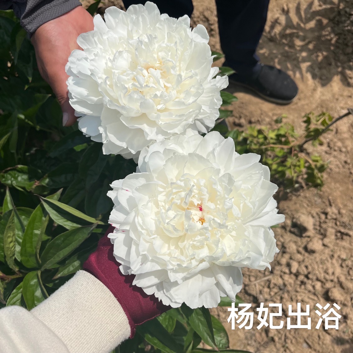 杨妃出浴 芍药中的白月光 白色玫瑰型系芍药菏泽基地直发