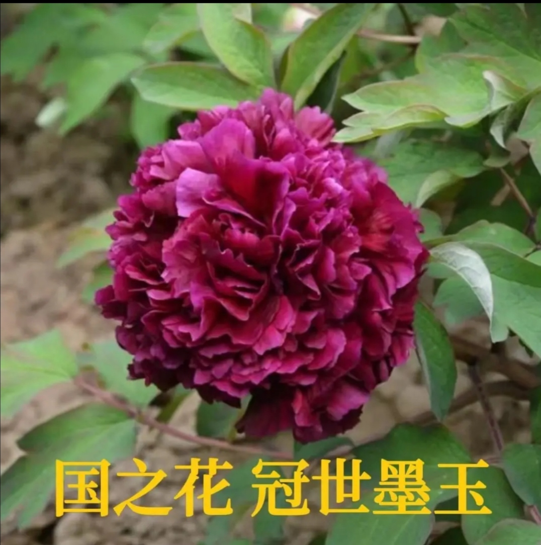 冠世墨玉 黑色系千层大花