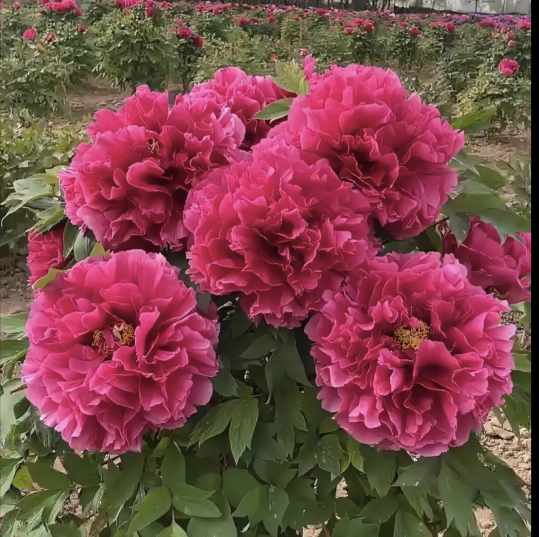 花王老桩牡丹红色系千层藤本观赏迷你牡丹别墅庭院植物牡丹花鲜花