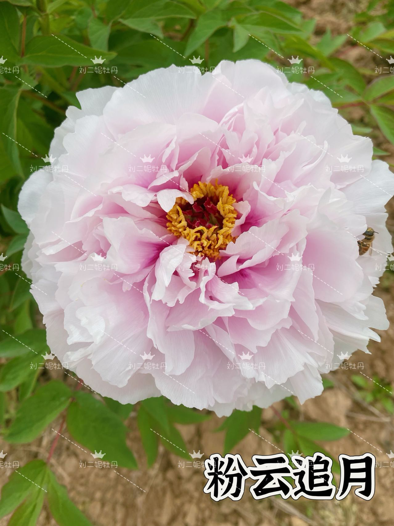 【粉云追月老桩】新品粉色佳品 自带仙气别墅庭院植物