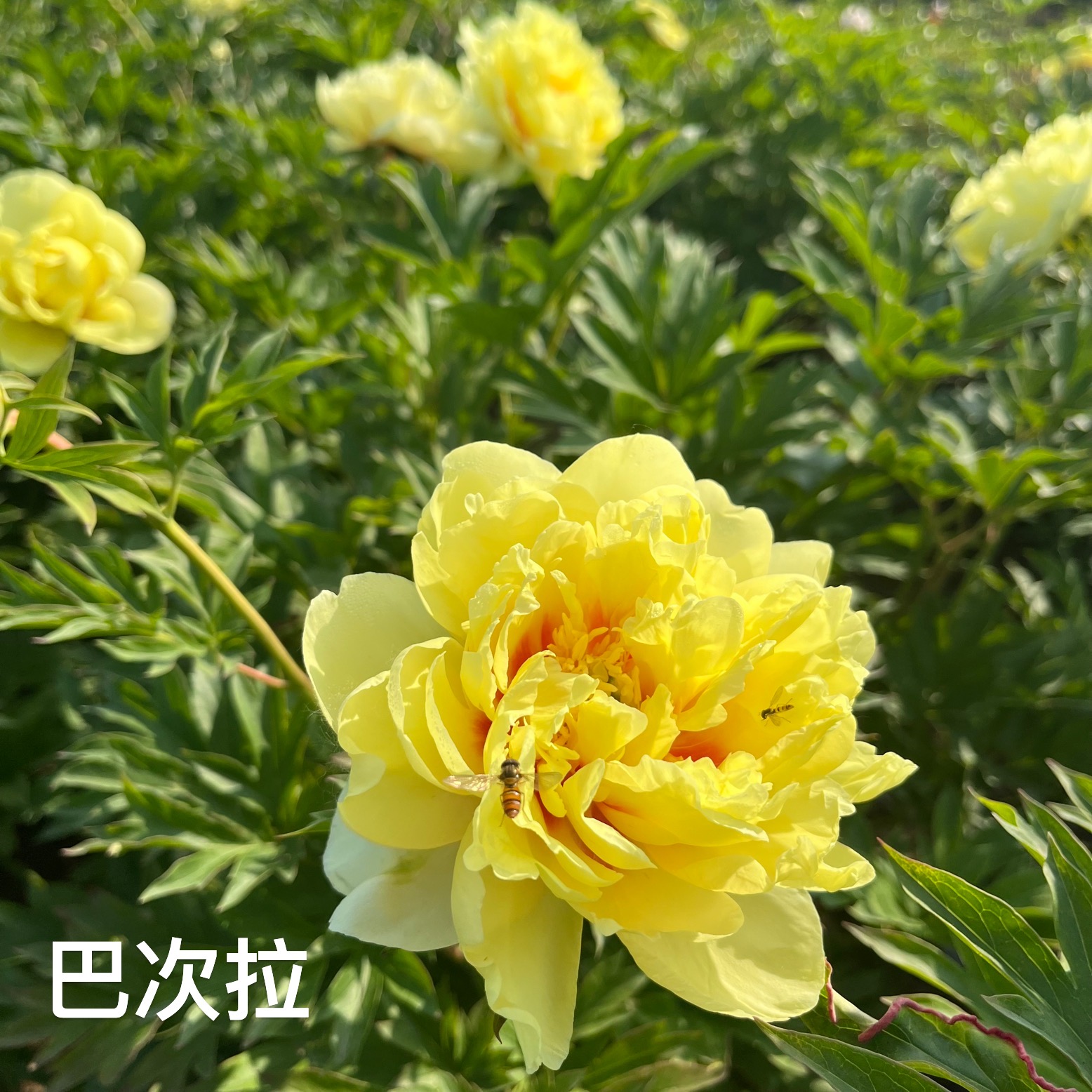 伊藤巴茨拉 黄色柠檬香好闻好看好养的芍药 耐旱耐寒
