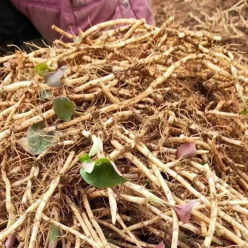 新鲜现挖鱼腥草带泥嫩根折耳根带泥蔬菜凉拌贵州四川特产即食