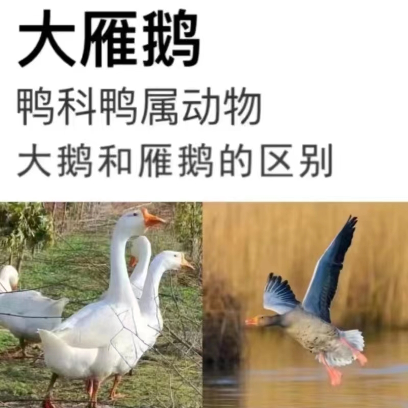 【4-5斤】整只大雁鹅农家散养处理干净白条鹅冷冻发货带箱约5斤