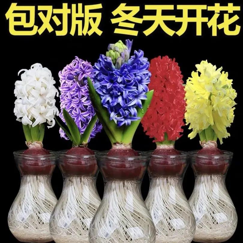 荷兰进口风信子种球水培花卉盆栽浓香型室内外秋冬季好养易活种子