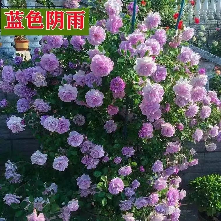 爬藤蔷薇花种子浓香大花重瓣月季玫瑰爬墙花种籽四季开花耐寒易活