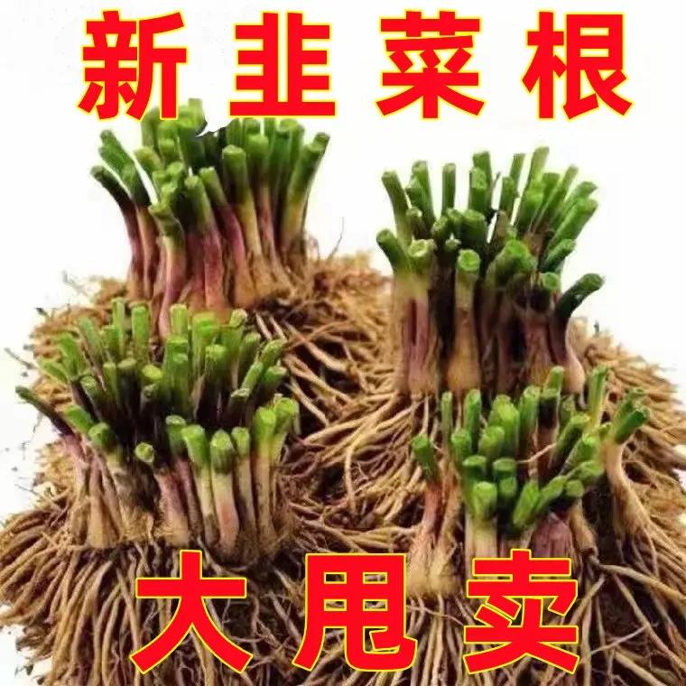 新韭菜根现挖香叶韭菜根室内阳台盆栽本地盆栽绿植园艺菜园种植