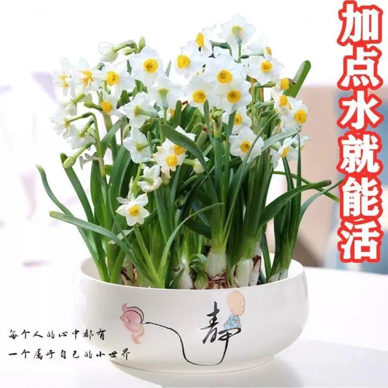 水仙花种球水培花卉室内浓香水培花香雪兰混色种子圣心百合花种球