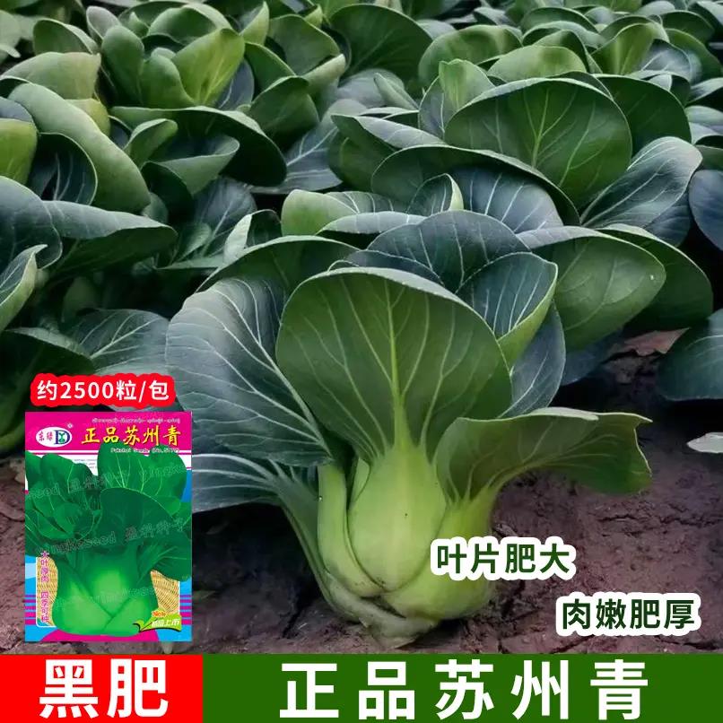 9.9元3包】黑叶苏州青种子上海青菜青菜油菜高产秋季冬天蔬菜种子