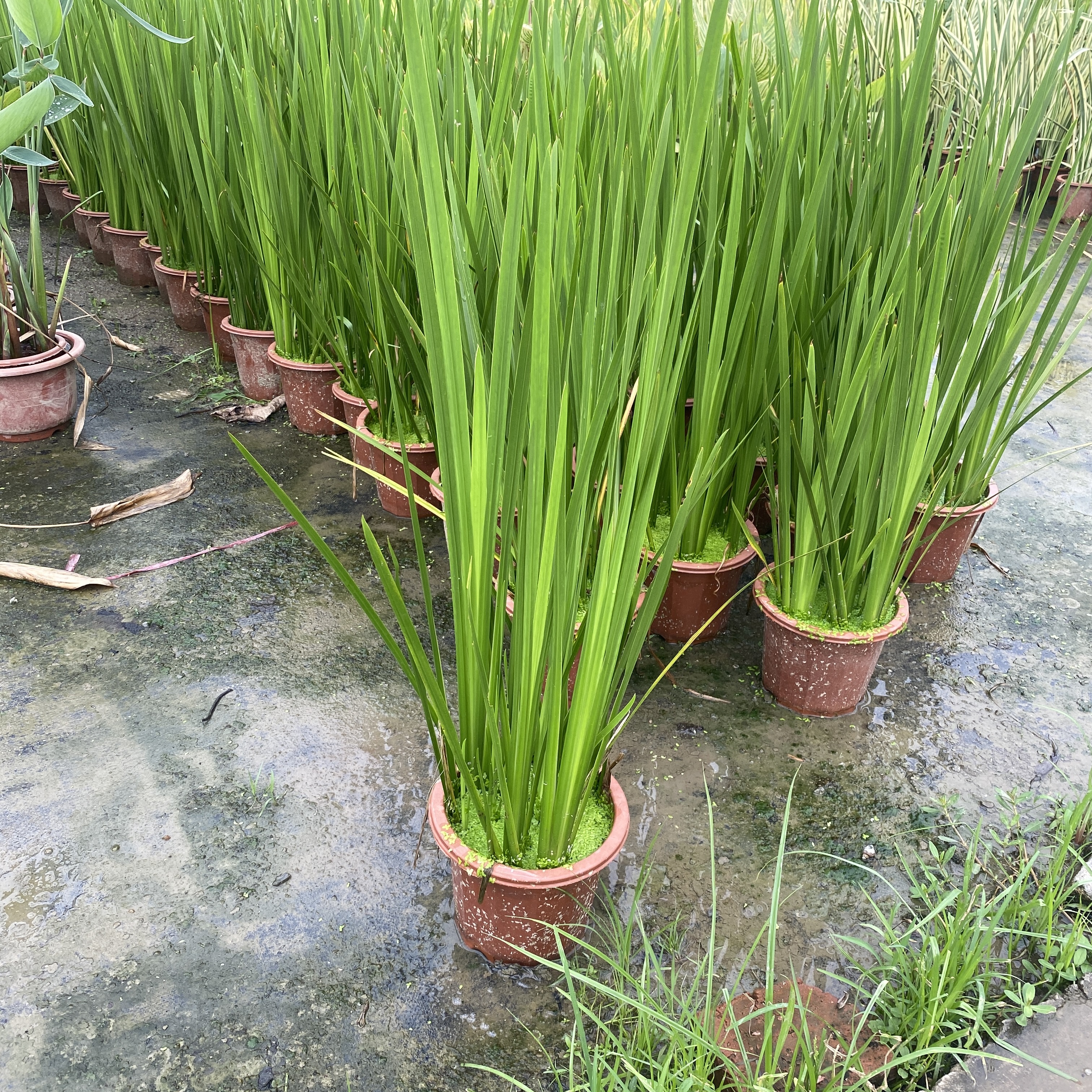 菖蒲苗水生植物香菖蒲室外池塘观赏造景蒲剑阳台盆栽驱蚊净化水质