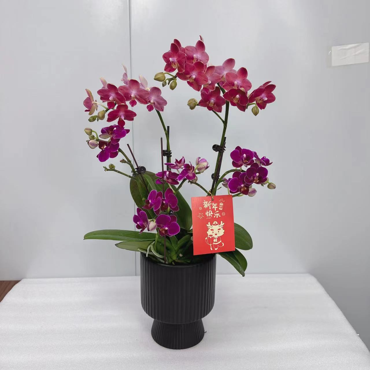 桦艺（红鱼当头）蝴蝶兰花卉鲜花高雅轻奢唯美高级盆栽绿色观花组合