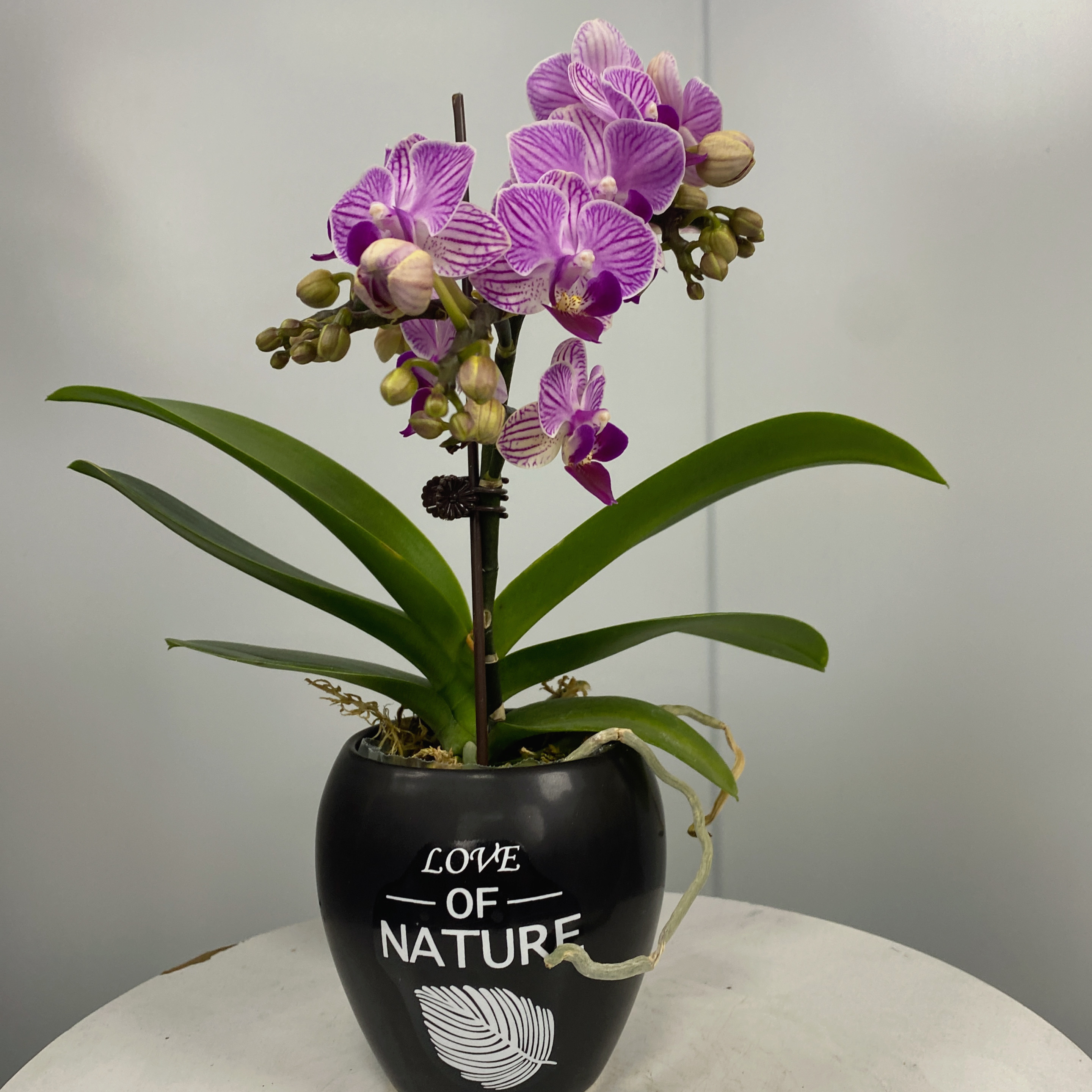 甄选（小仙女）蝴蝶兰花卉鲜花高雅轻奢唯美花卉支撑杆带花苞兰花  