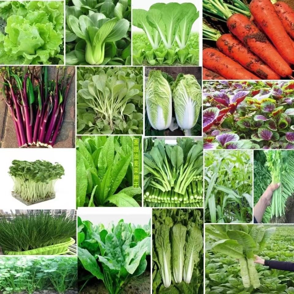 蔬菜苗随机一份6棵苗