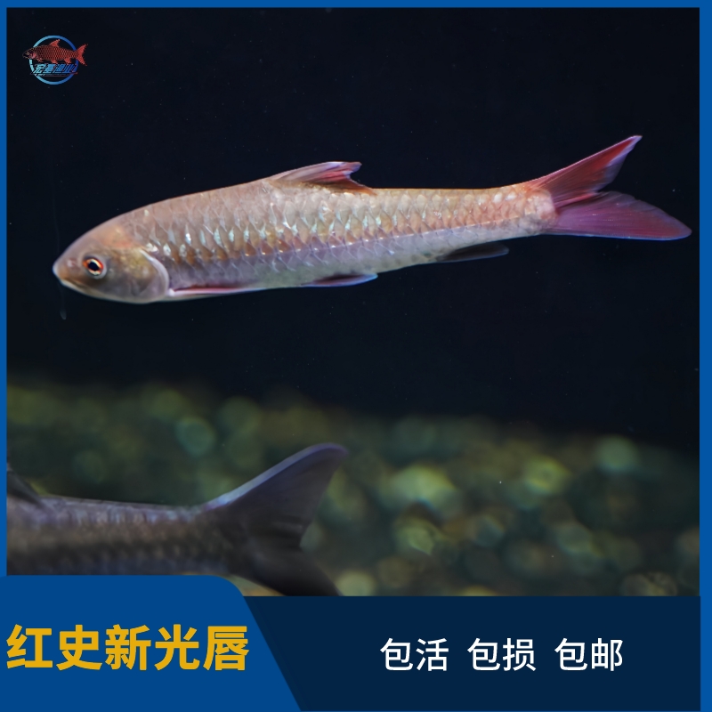 红史新光唇吉罗红色系原生鱼观赏鱼大型鱼淡水鱼吉罗鱼