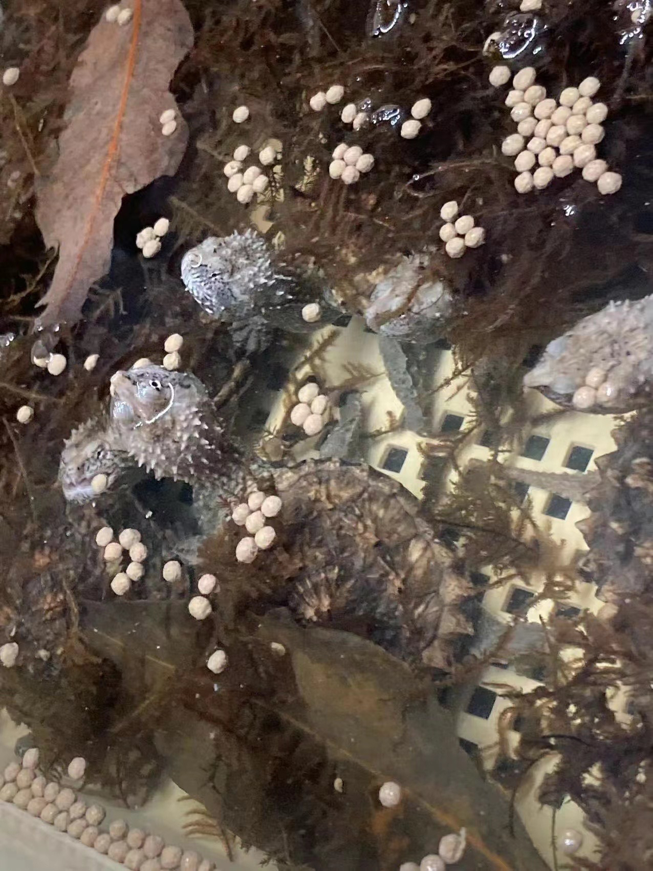 鳄鱼龟宠物直播间挑选