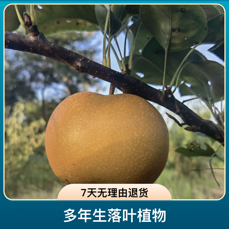 黑涞黑涞雪梨金黄㓂嫁接树苗早中晚熟3个品种组合化渣香甜南北种
