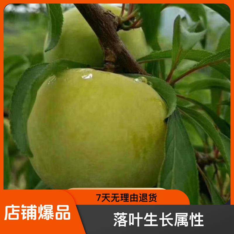 黑涞早熟晚熟300蜂蜜李生长脱骨脆李嫁接树苗南北可种好看食用