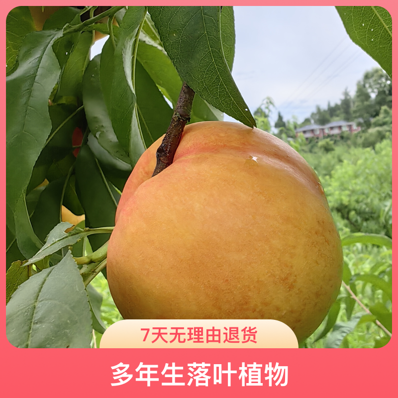 黑涞黑涞10月蜜桃熟正品原桩母树嫁接苗黄皮肉脆甜好吃食用落叶一
