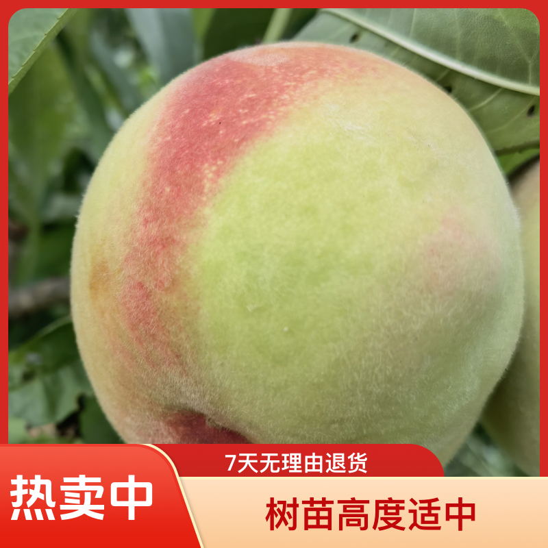 黑涞九桃树嫁接晚熟正品母树老桩枝条大果型甜水蜜桃好吃食用热卖