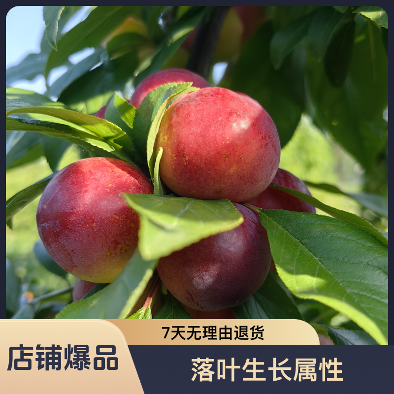 黑涞杏子李树苗嫁接特大晚熟蜜脆李蜂糖李味道树苗南北方可种好吃