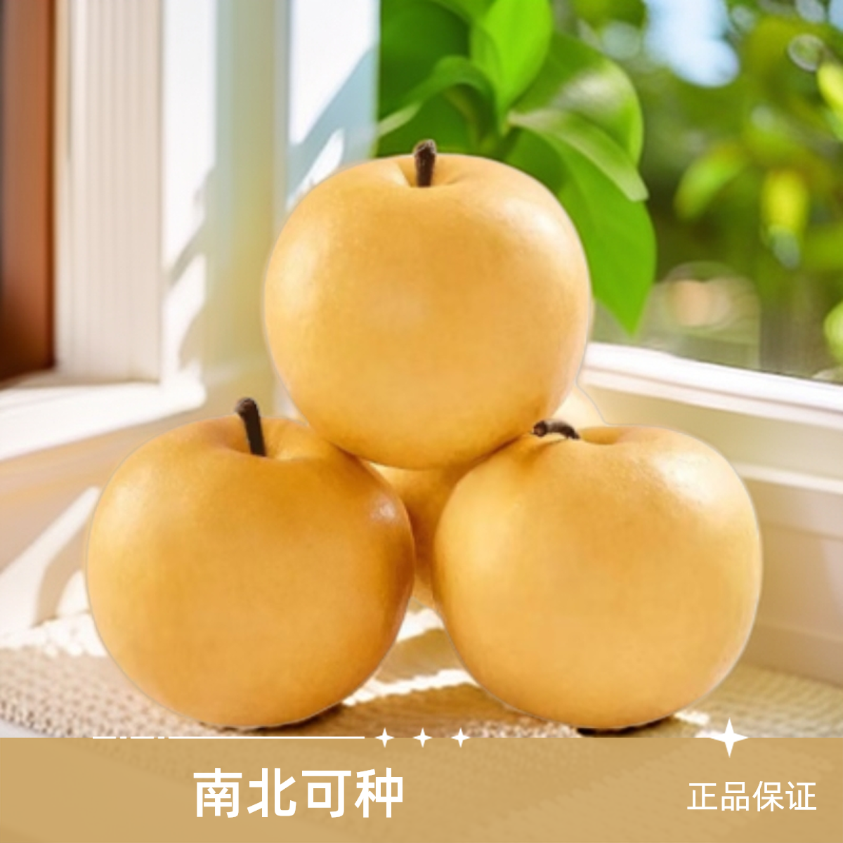 黑涞秋月雪梨树晚熟化渣正品嫁接苗南北好看食用多年生