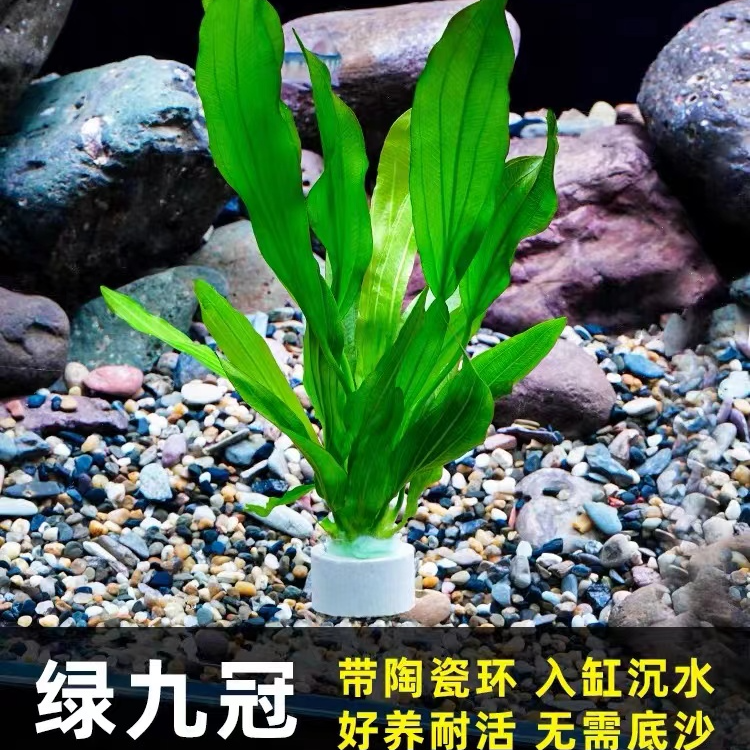 大叶九冠鲜活水草无需底沙阴性水草