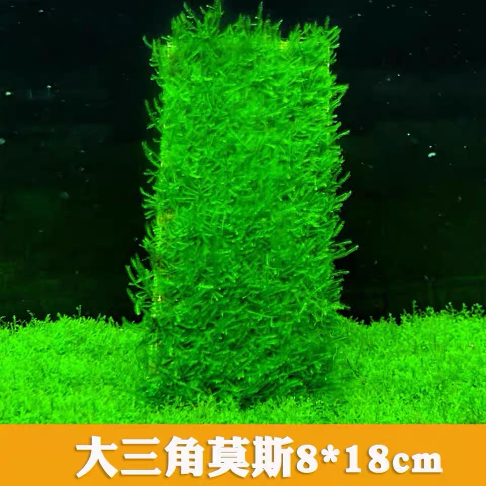 鱼缸莫斯水草植物活体慕斯片大三角火焰垂泪莫斯前景造景莫 斯