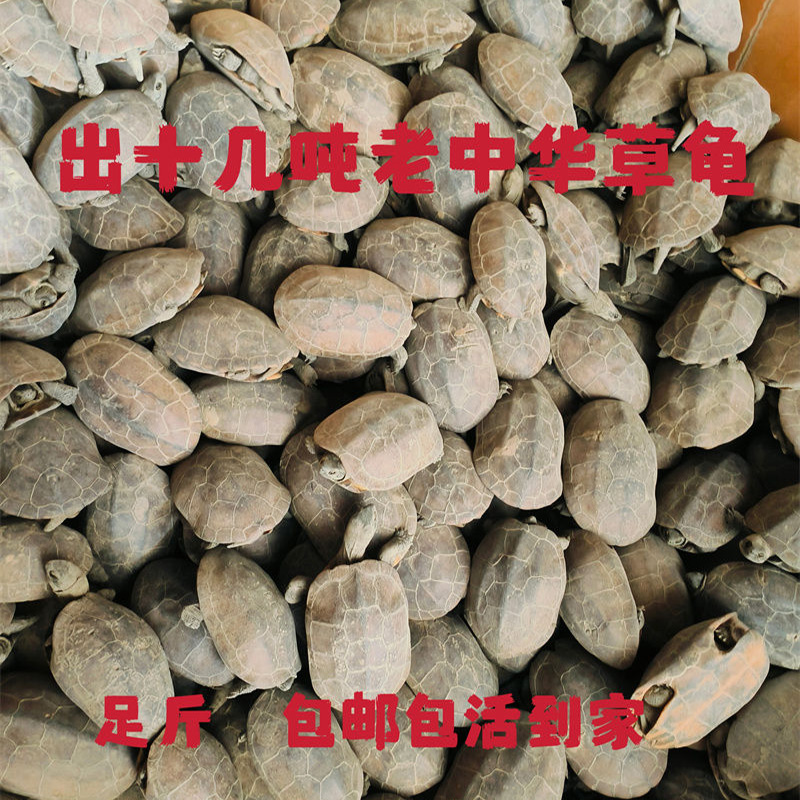 食用中华草龟煲汤龟观赏草龟成年外塘冷水种龟下蛋龟活物