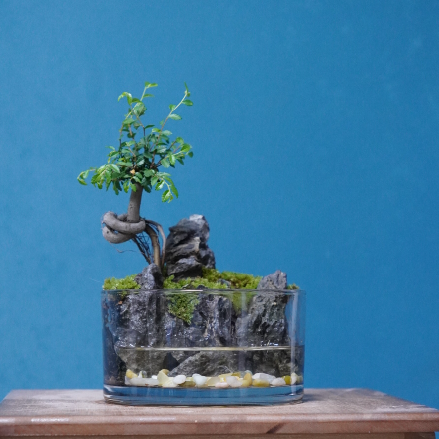 山屿林-15*8cm圆缸桌面景观真实绿植创意微景观生态瓶办公室绿植