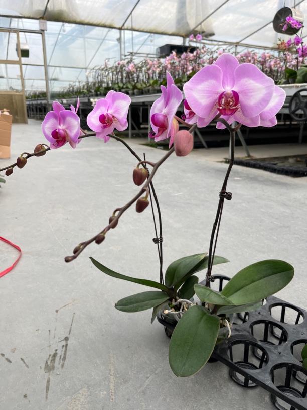 【淑女】3.5杯单剑 拍1发2 高端花卉摆设  乔迁送人送礼