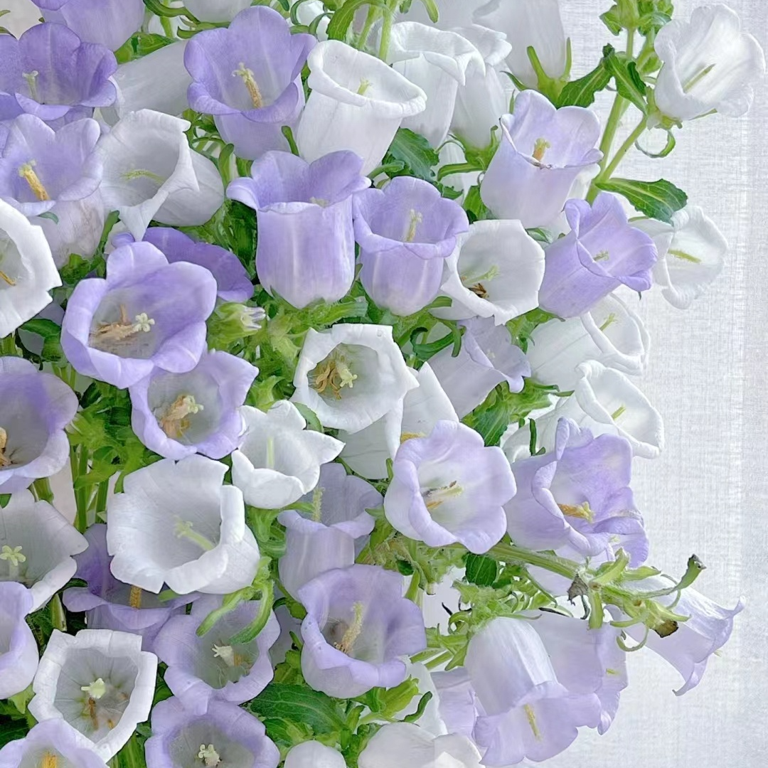 【花之物语】风铃花  包邮