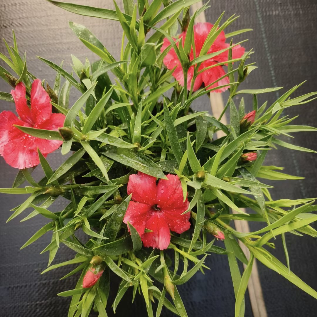 大花石竹耐寒花量大颜色鲜艳喜阳适合阳台庭院