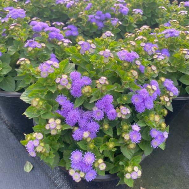 霍香蓟盆栽花色淡雅适合庭院花镜地被修剪后能迅速开花
