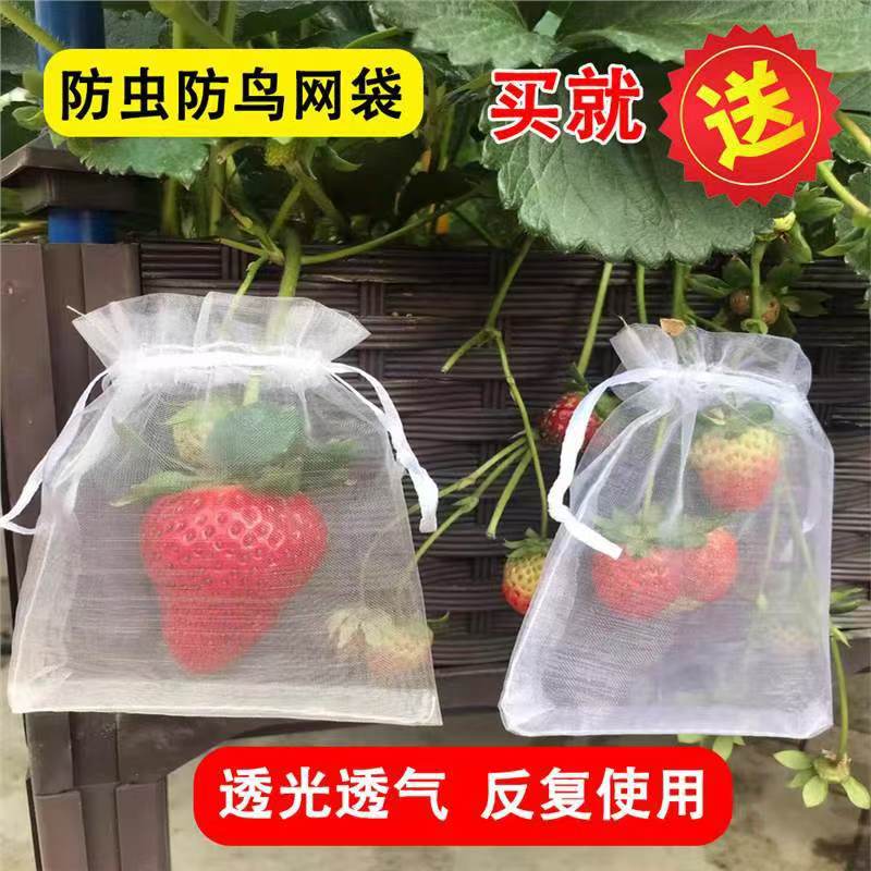 【晴蕊萱]防虫网罩透气蓝莓果实保护鸟套套袋番茄网水果袋防鸟草莓