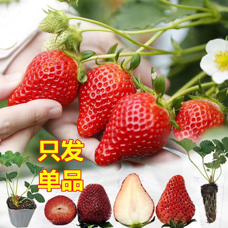 特价【晴蕊萱买3送2草莓苗】阳台四季结果南方北方种室内水果小型