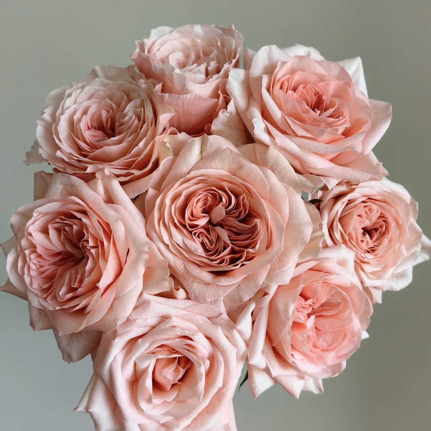 卡哈拉20枝玫瑰【1单中通2单京东或顺丰包邮】云南鲜花