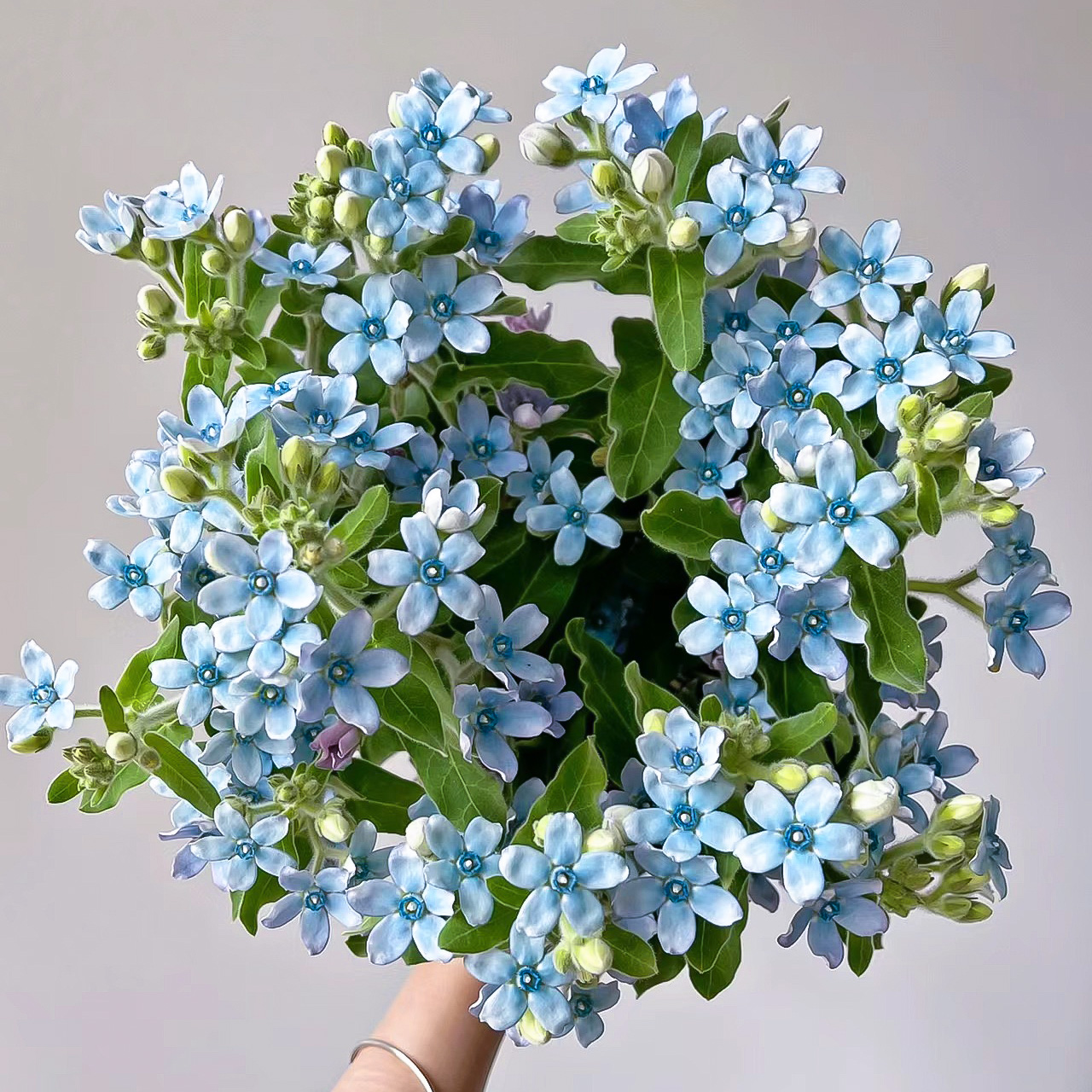 蓝心花2扎【任意2单冷链包邮】百搭配花