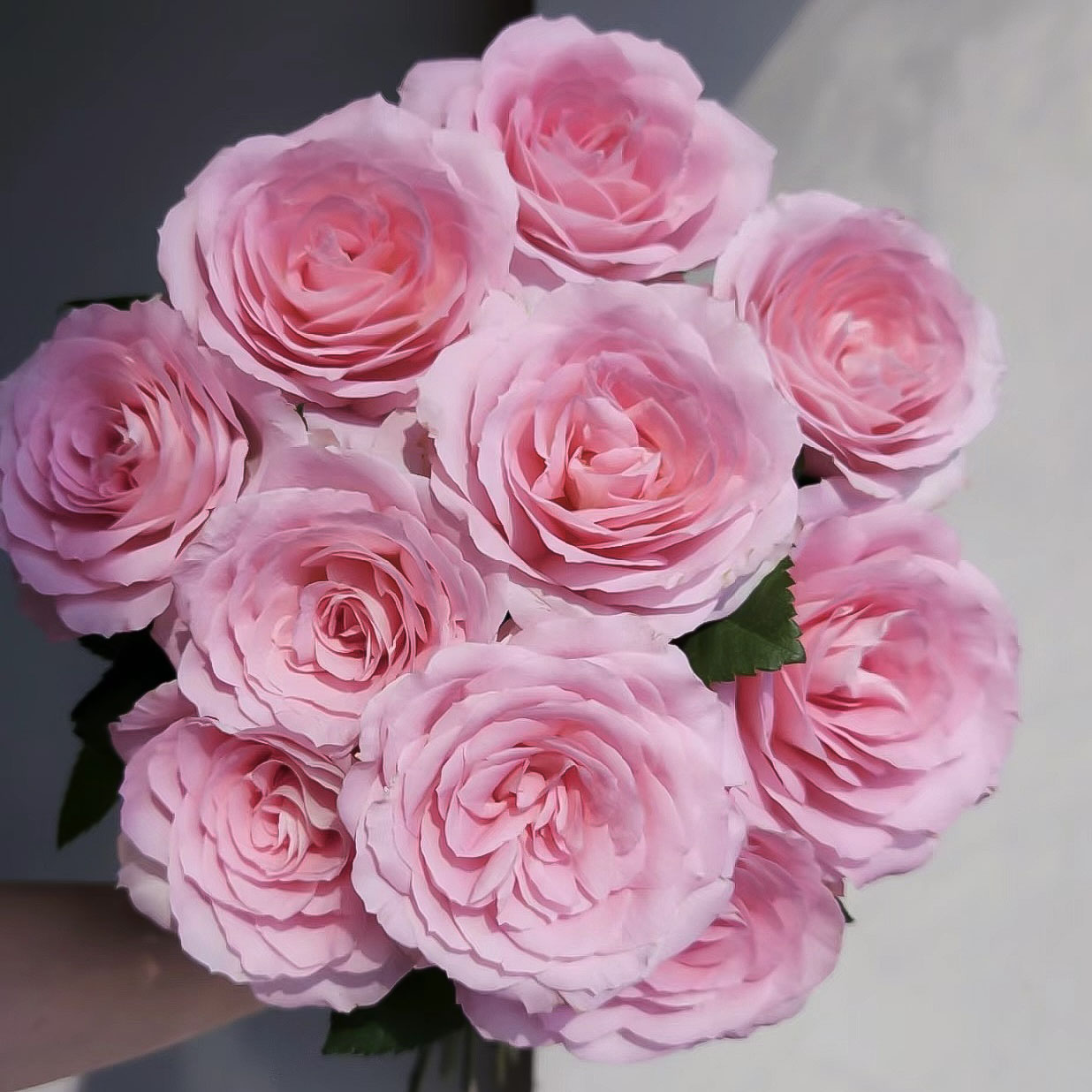 【方德】弗洛斯玫瑰20枝（无土栽培）【1单包邮】鲜花