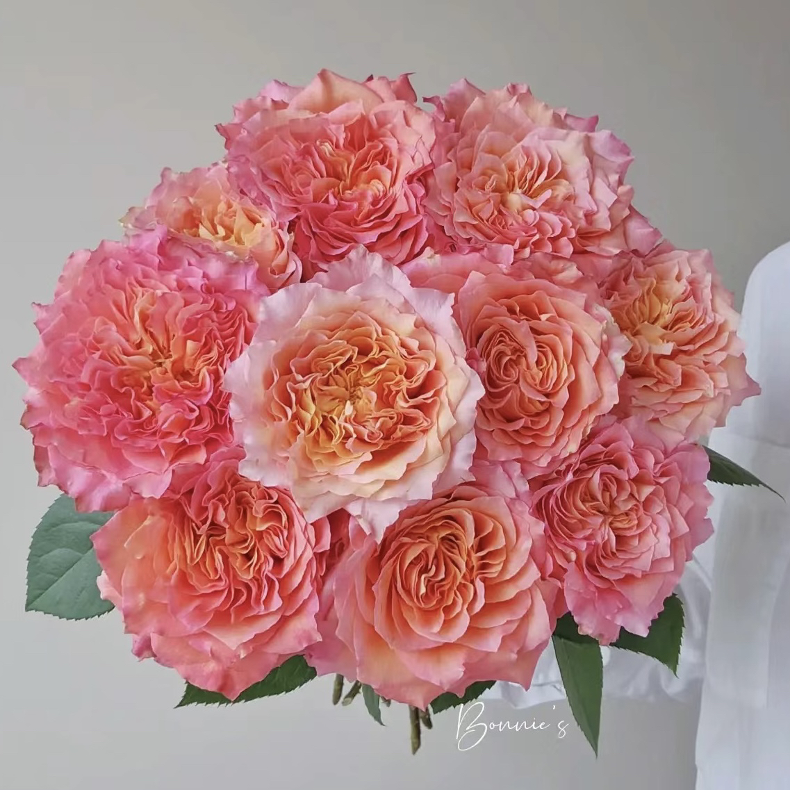 【无土栽培】火灵鸟20枝玫瑰【1单包邮】鲜花