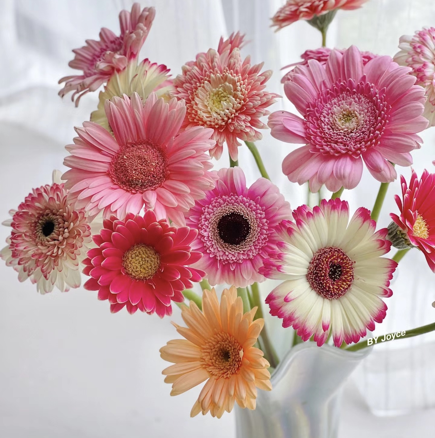 【方德】非洲菊-混色10支【1单包邮】鲜花